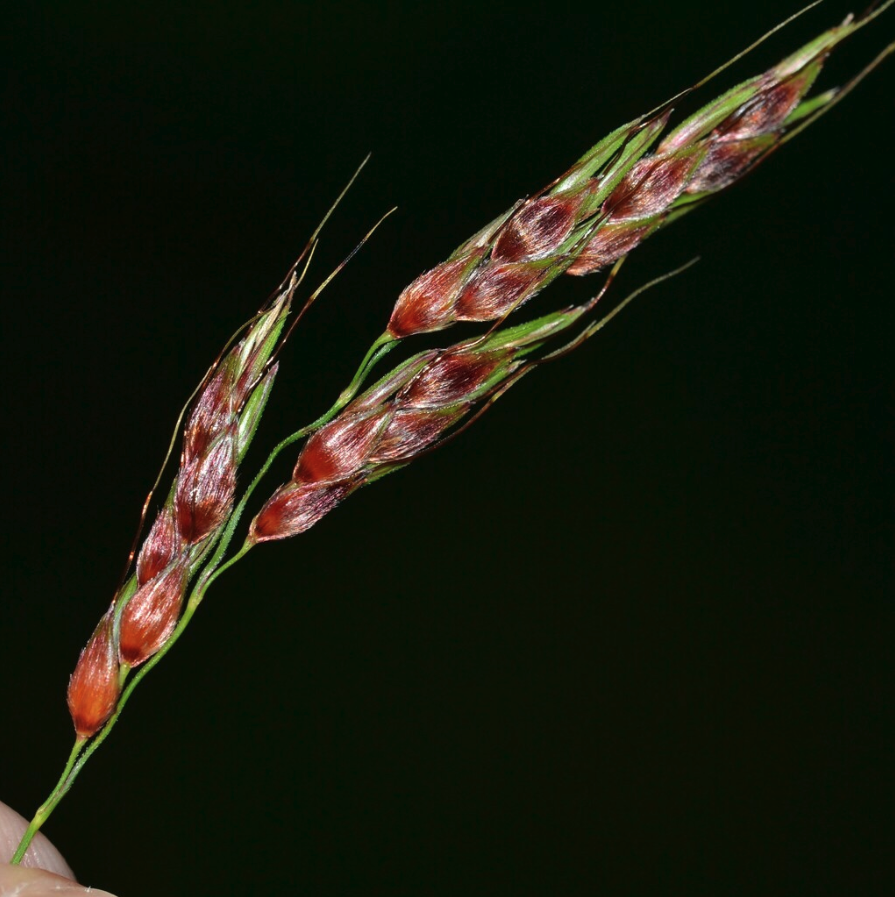 1st Choice BMR Sorghum Sudan