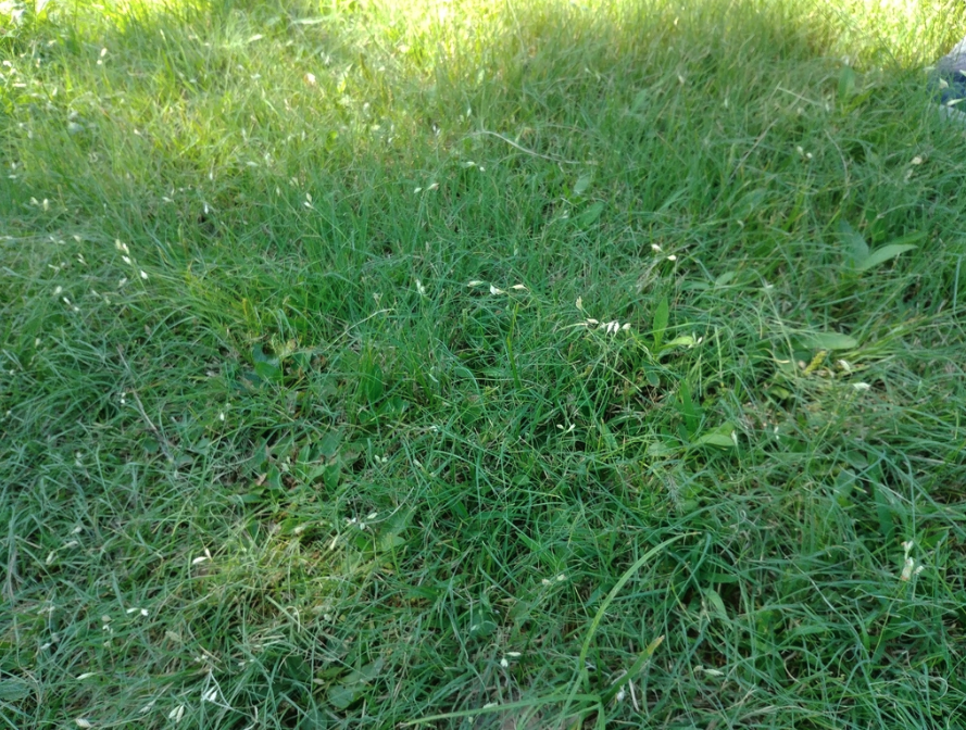 Sundancer Buffalograss