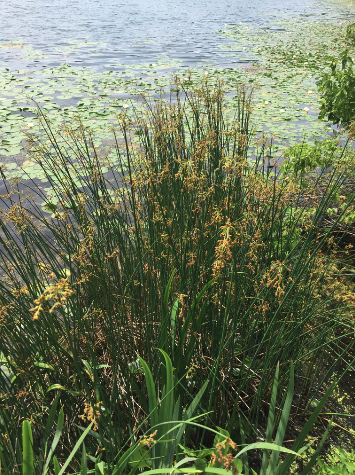 Hardstem bullrush