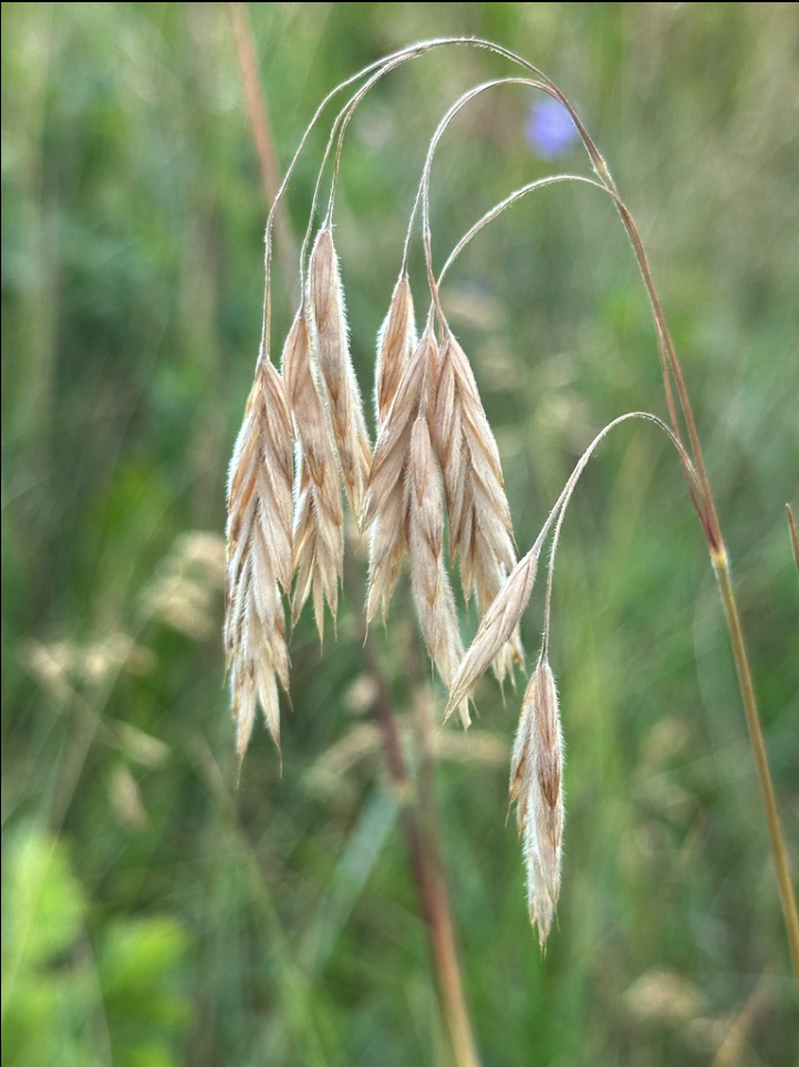 Nodding brome
