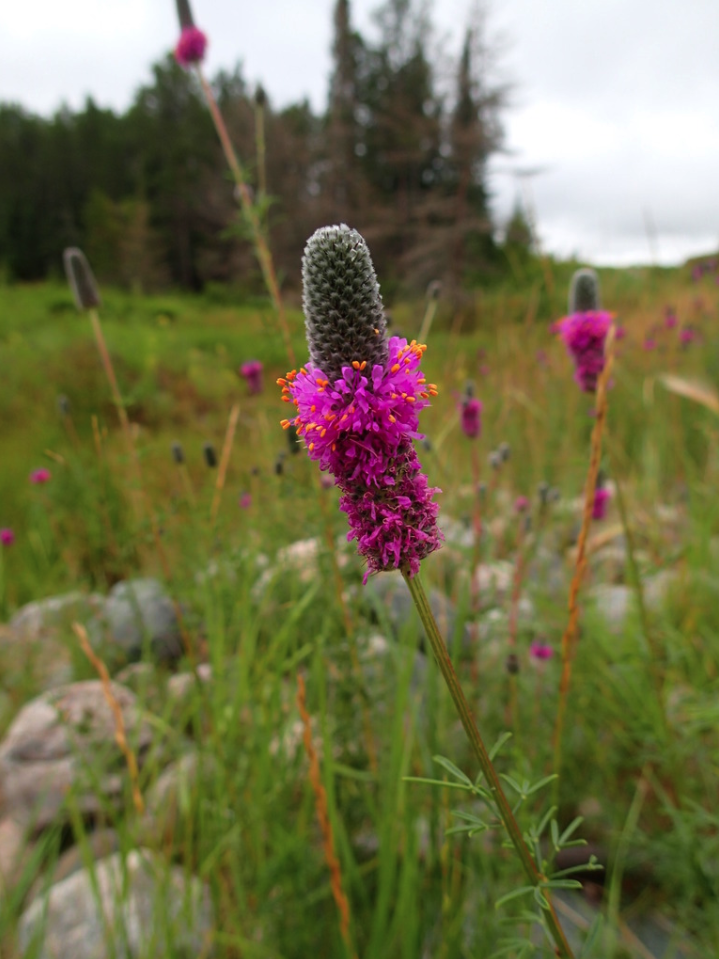 Purple Prairie Clover