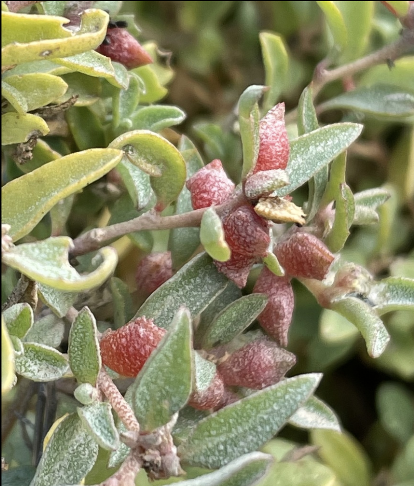 Australian saltbush