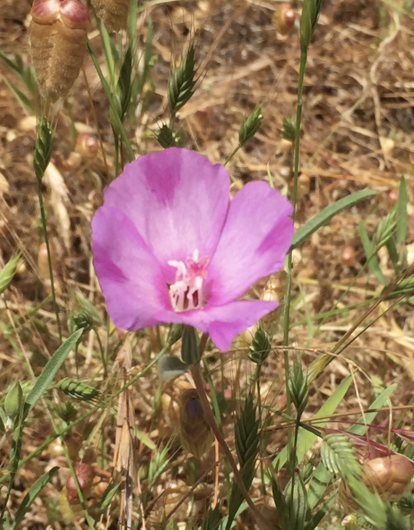 Winecup Clarkia