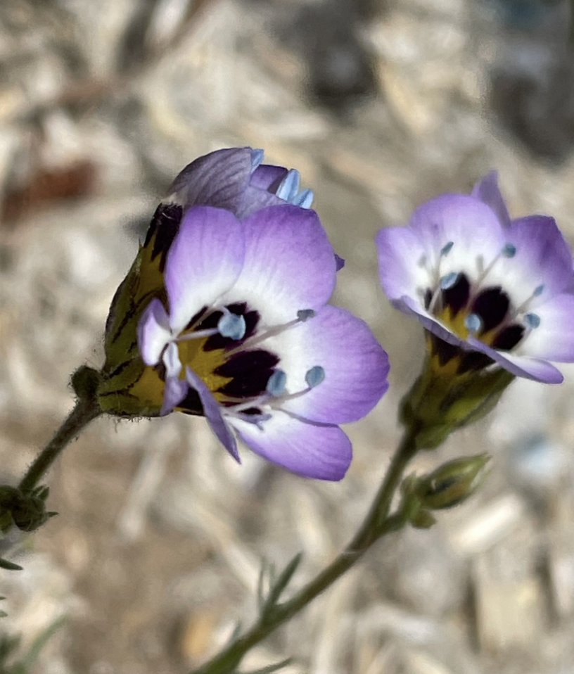 Bird's Eye Gilia