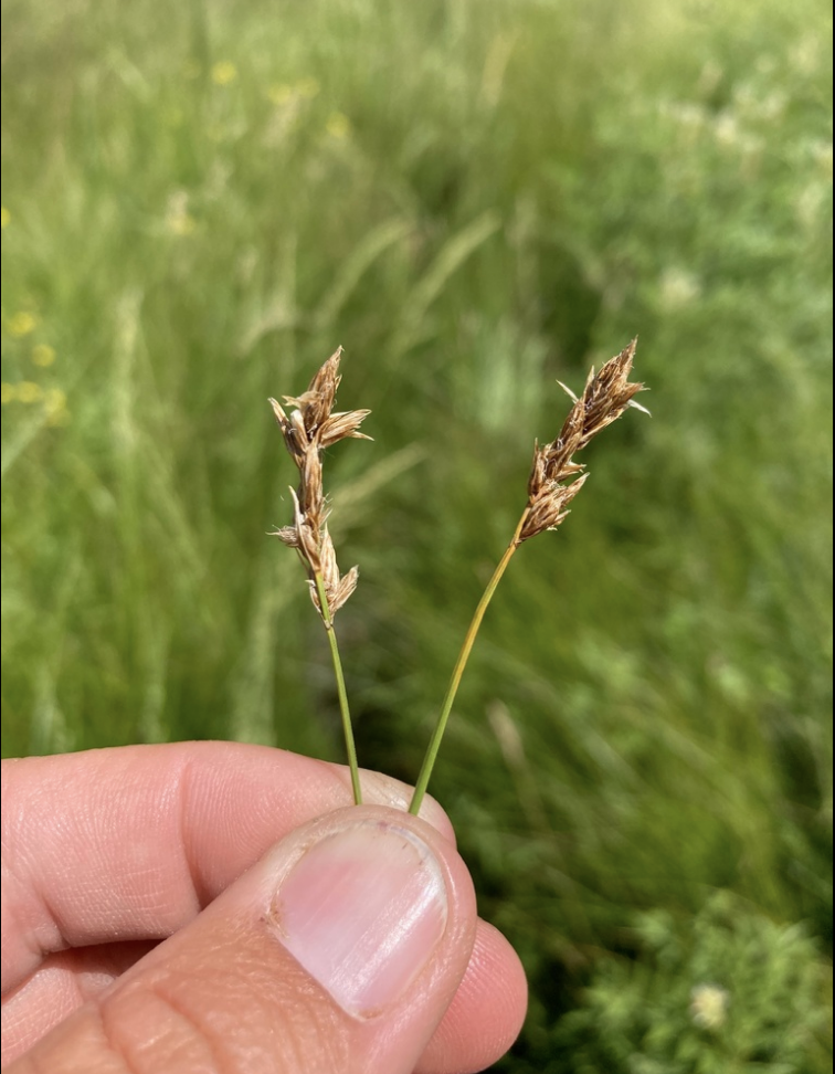 Field sedge