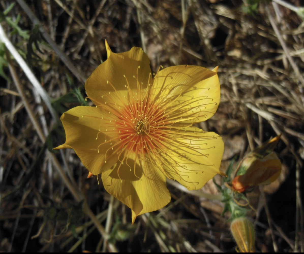 Lindley's Blazing star