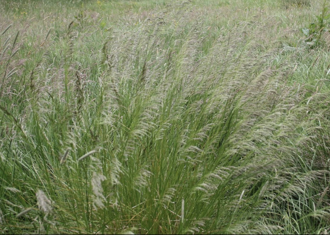 Tufted hairgrass
