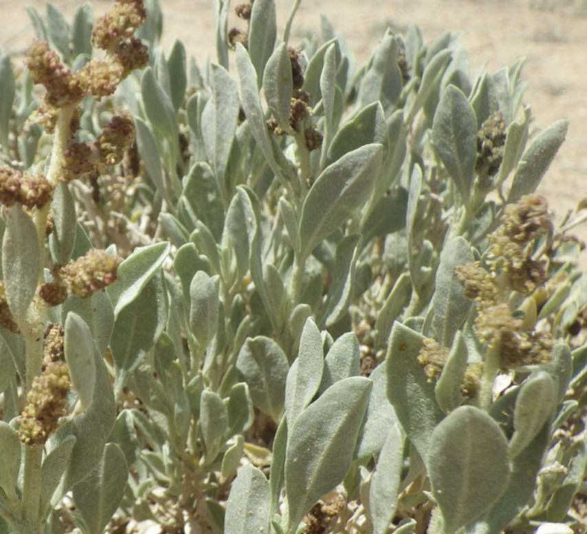 Valley saltbush
