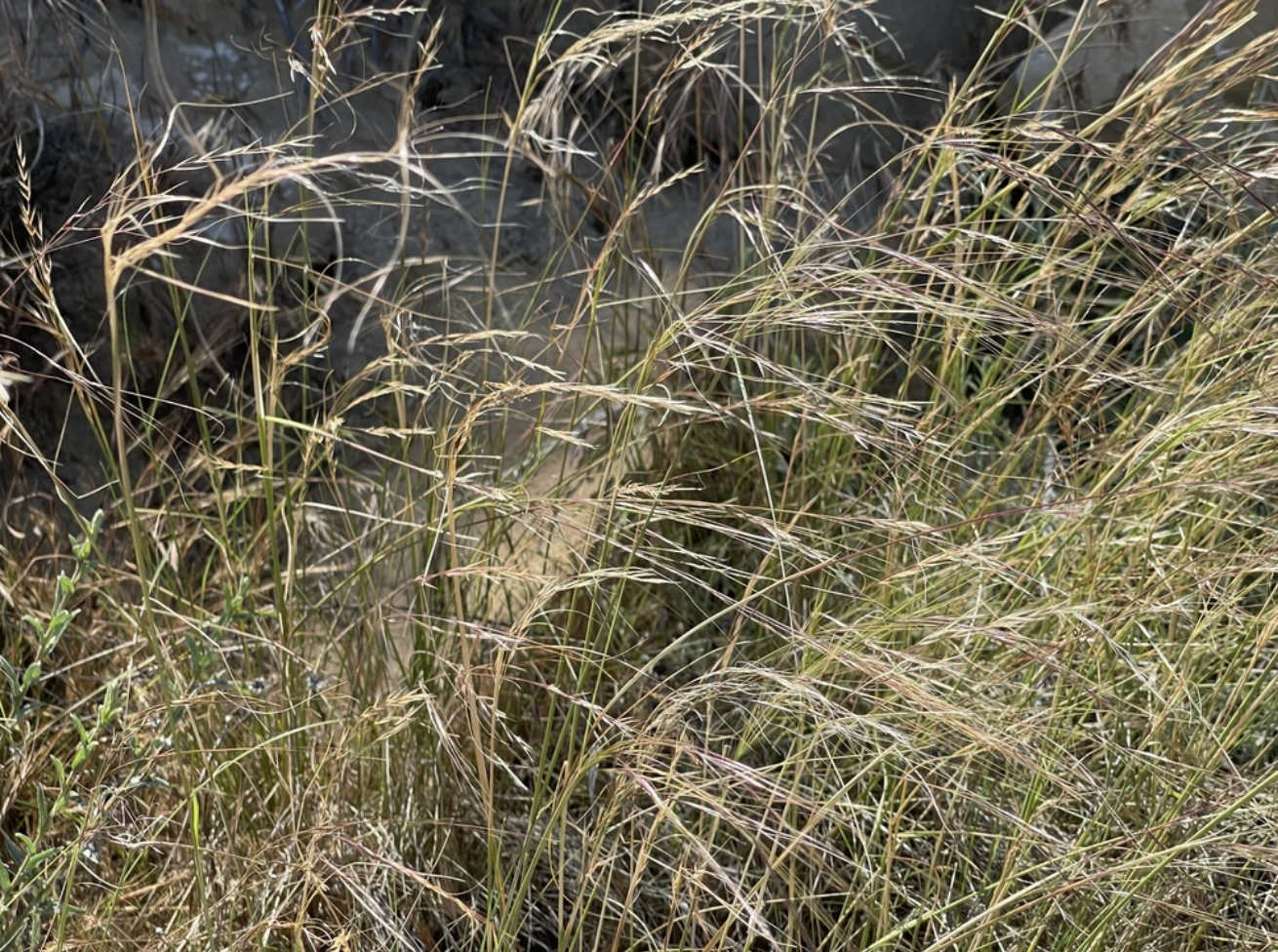 Foothill Needlegrass