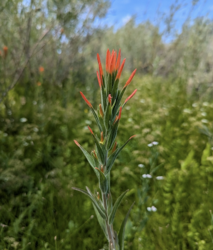 Marsh Indian paintbrush