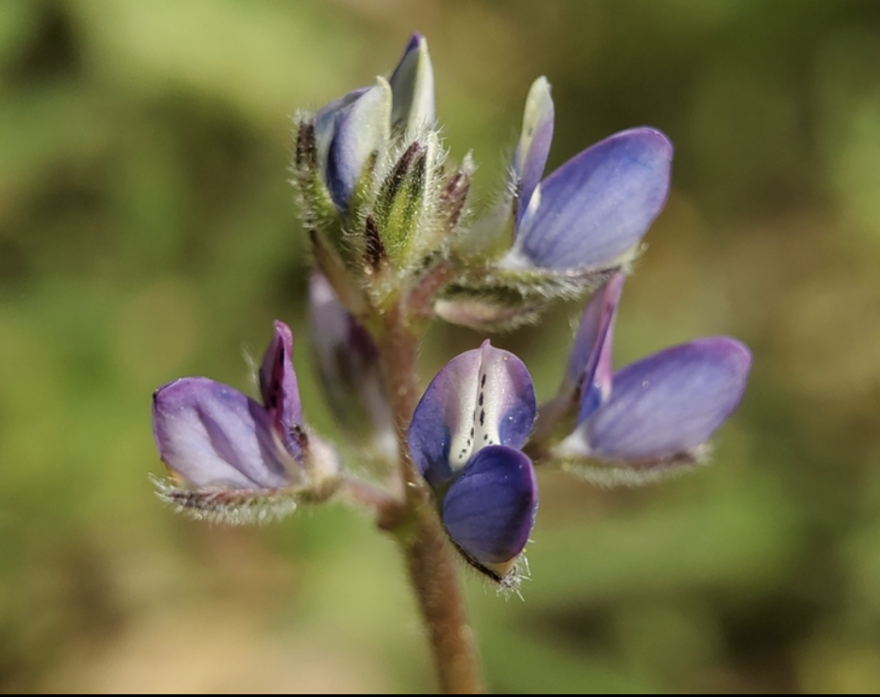 Miniature lupine