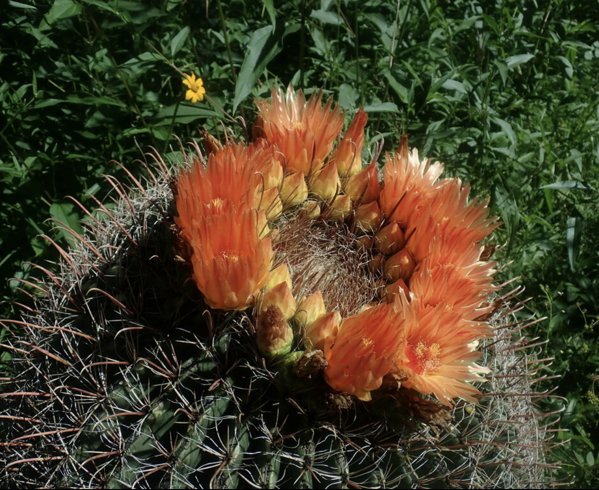 Barrel cactus