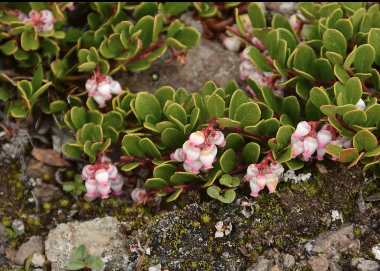Bearberry or Kinnikinnick
