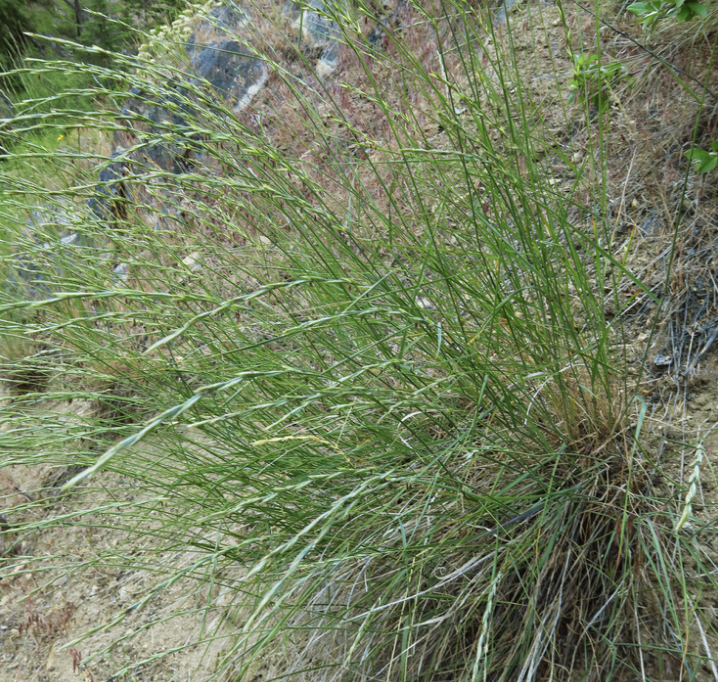 Beardless bluebunch wheatgrass  