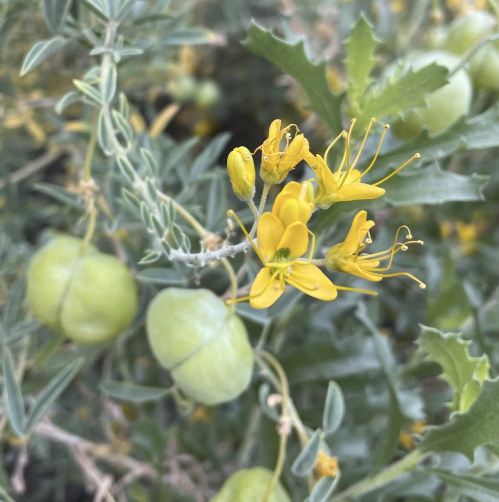 Bladderpod