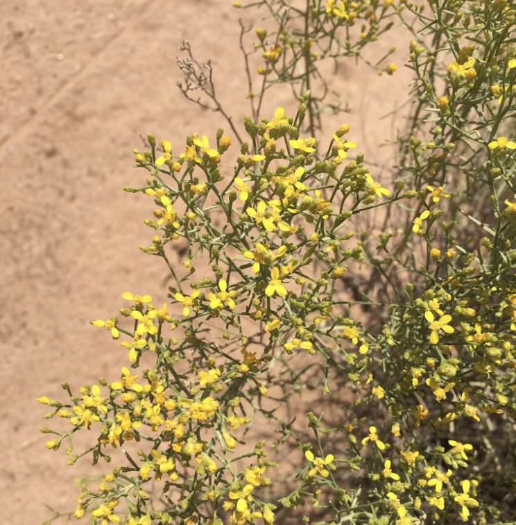 Broom snakeweed