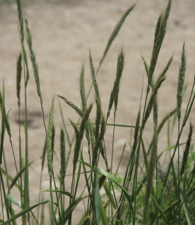 Dahurian wildrye