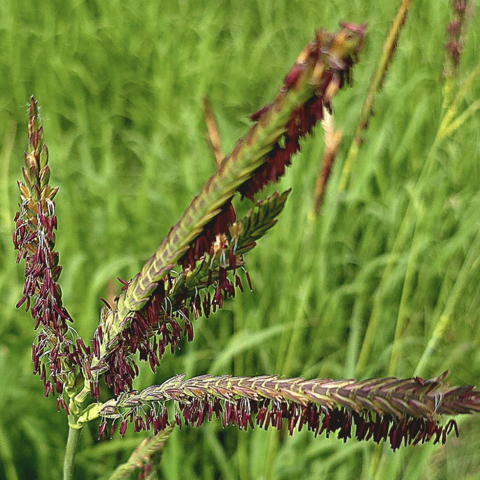 Eastern gamagrass
