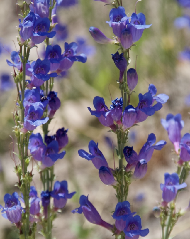 Great Basin penstemon