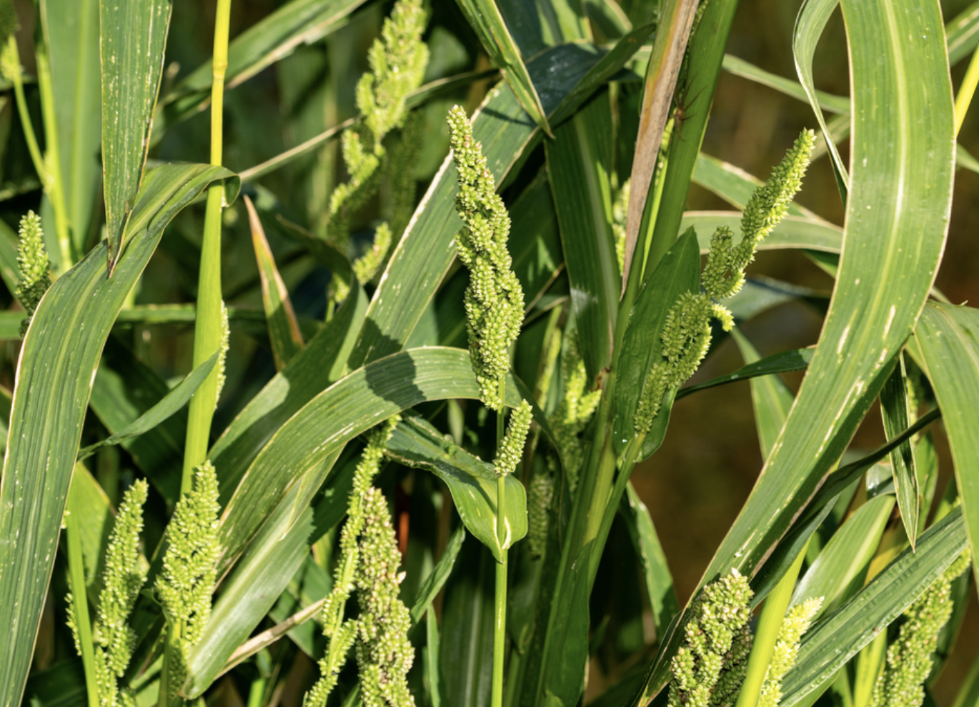 Japanese millet