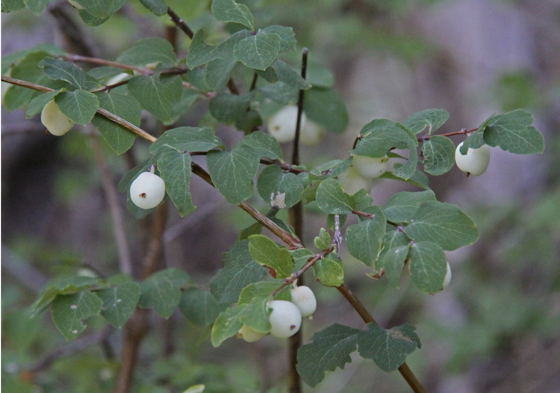 Mountain snowberry