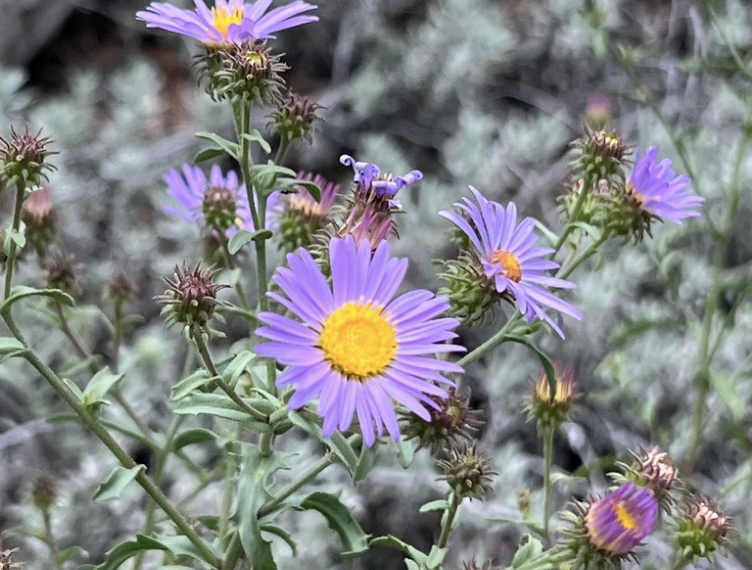 Plains aster