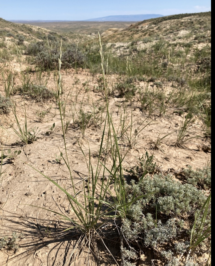 Streambank wheatgrass