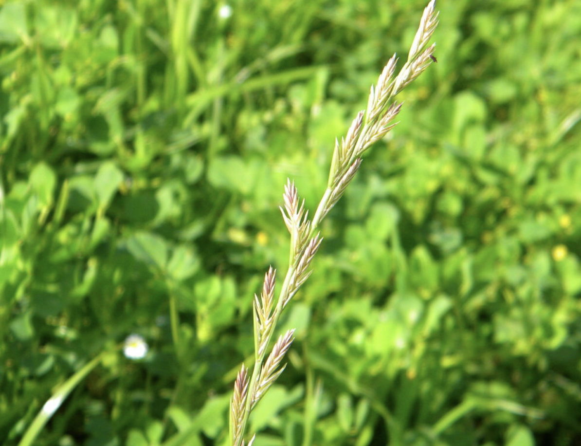 Annual ryegrass