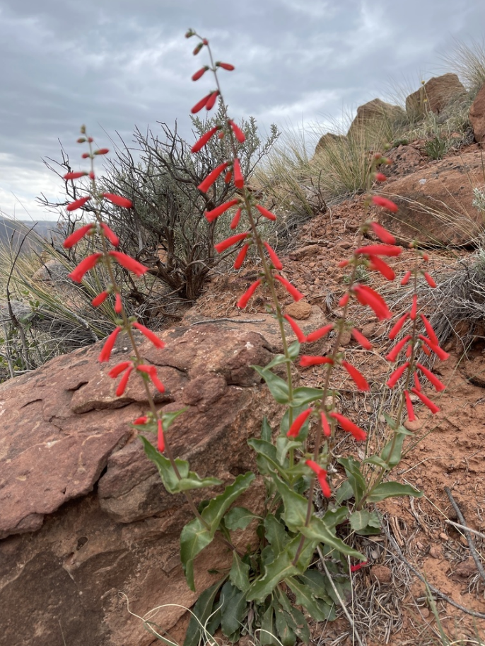 Firecracker penstemon