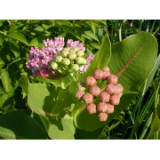 Milkweed, Smooth