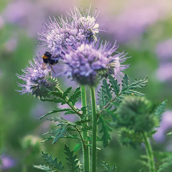 Phacelia