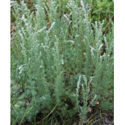 Sagewort, Fringed