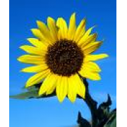 Sunflower, Annual