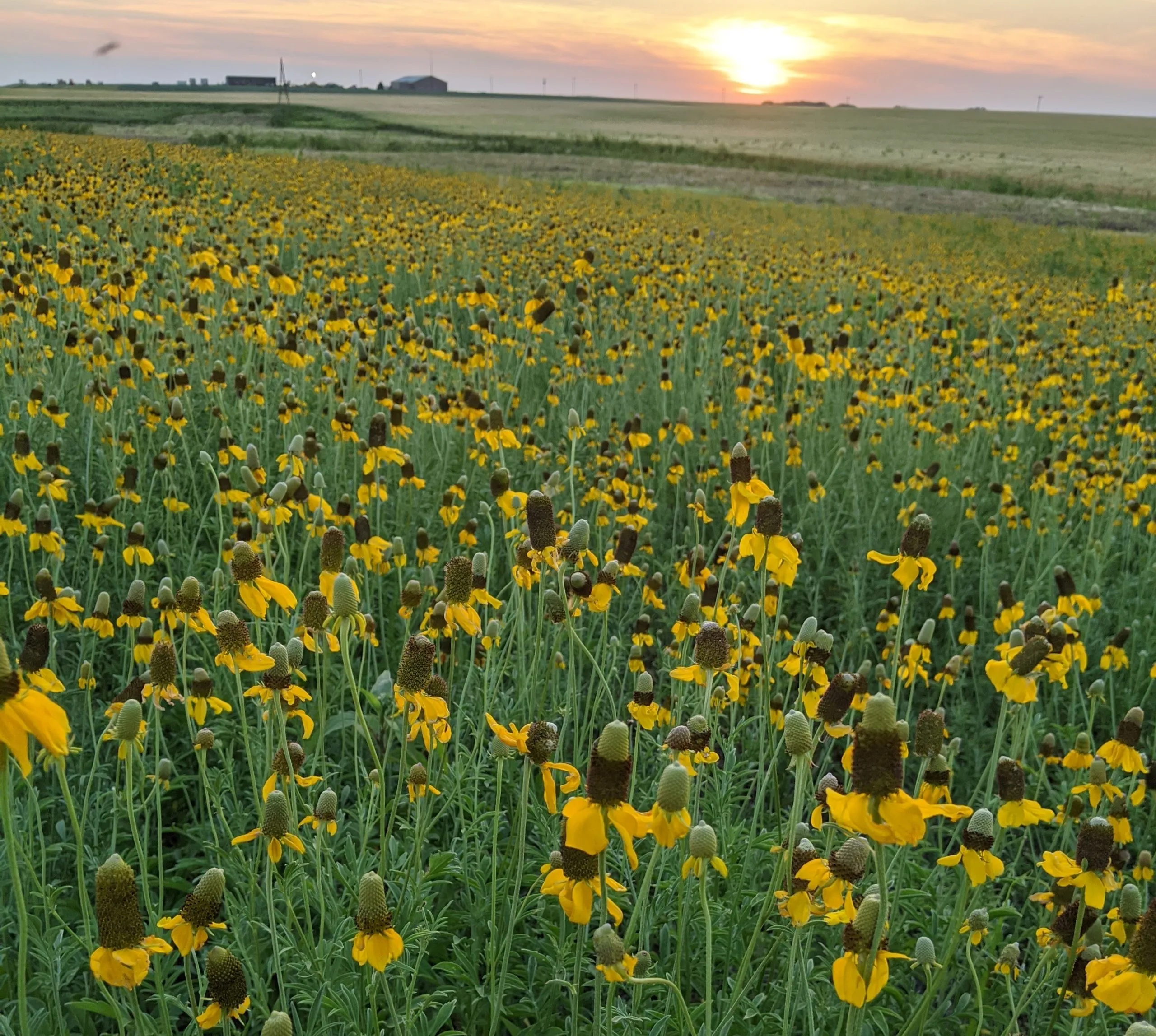 Upright Prairie Coneflower