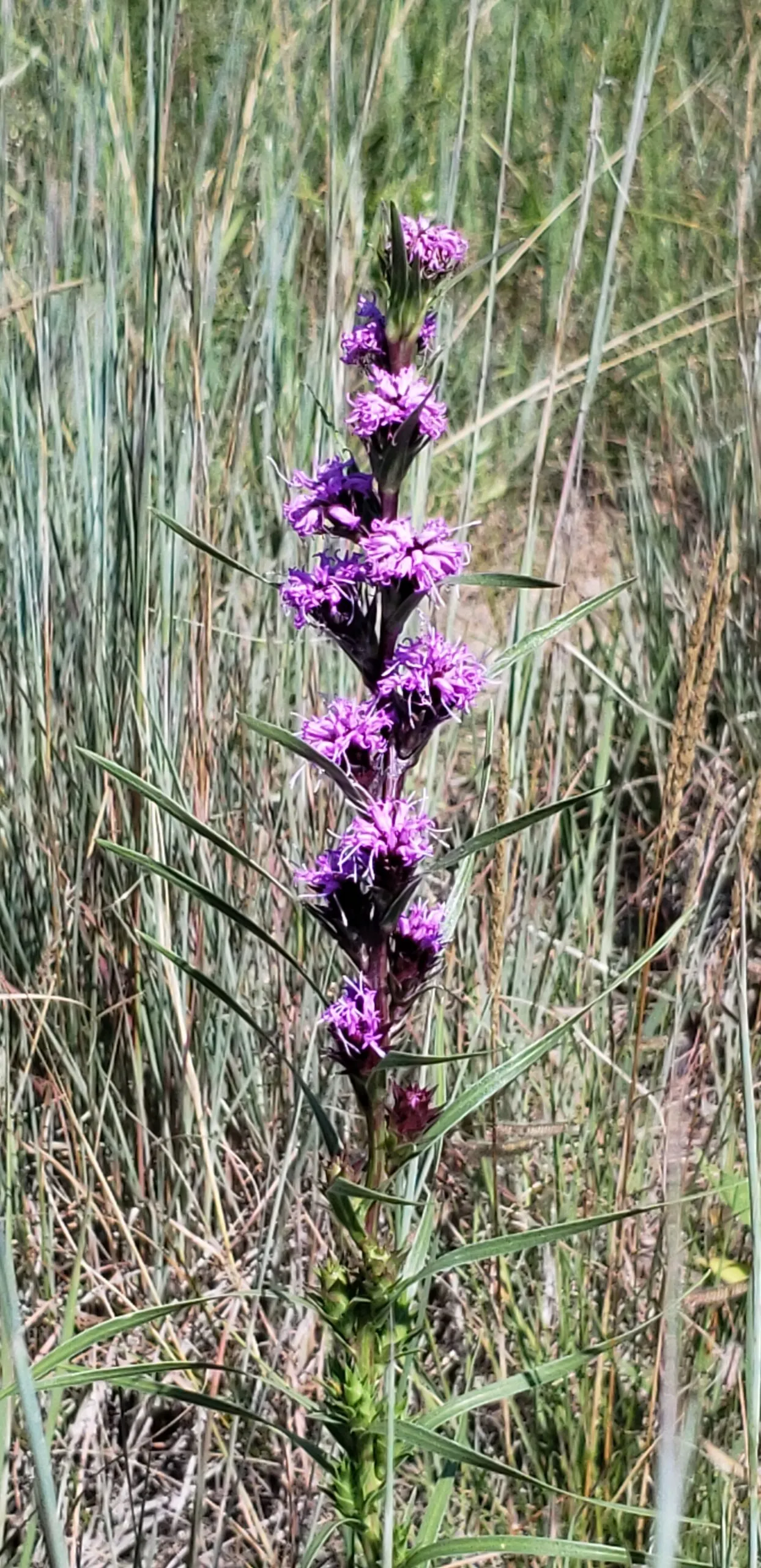 Blazing Star, Rough Gayfeather
