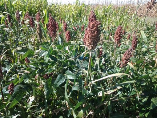 Deer Delight Food Plot Mix