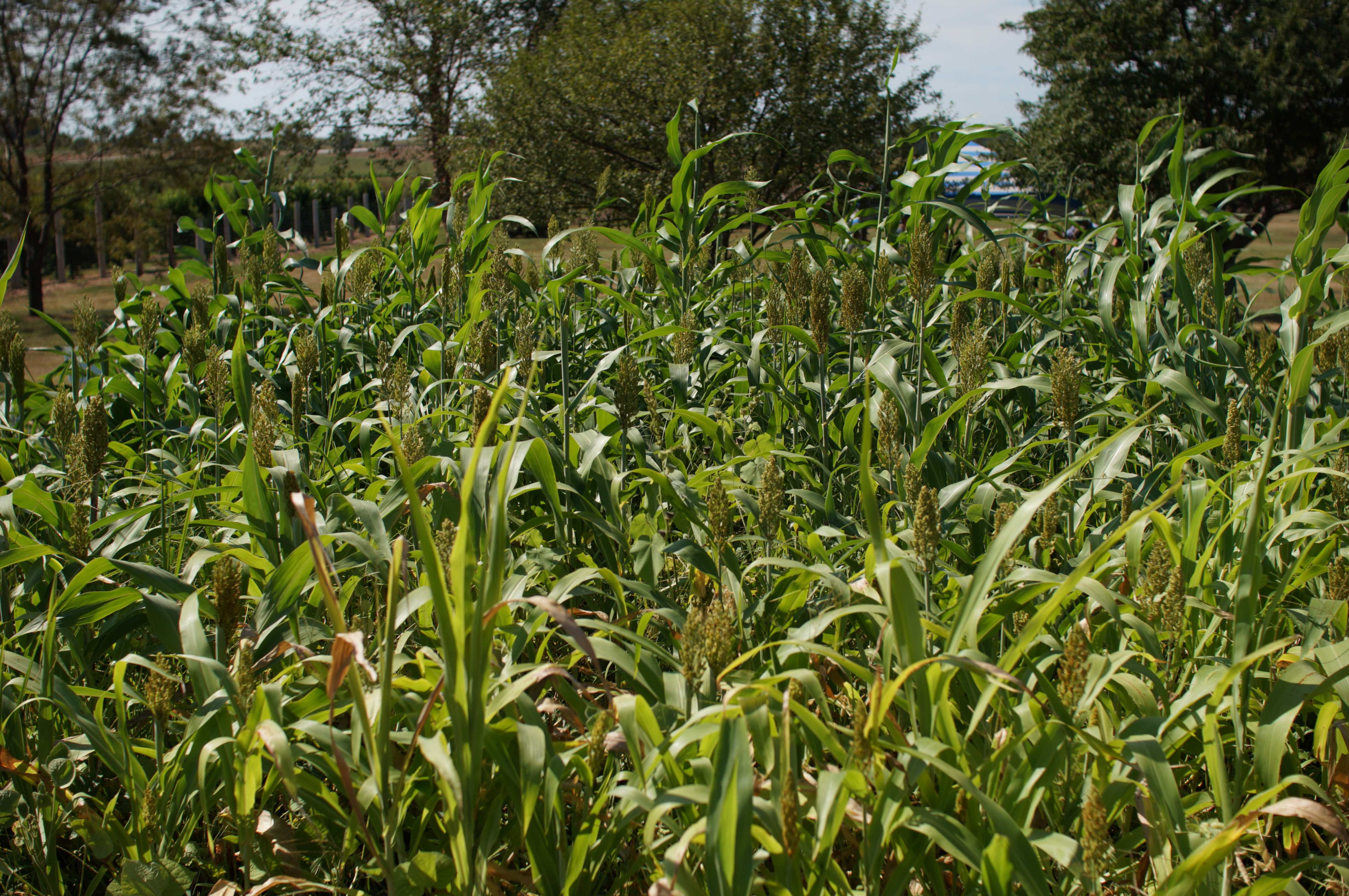 Upland Game Food Plot Mix