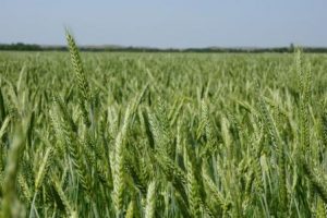 Triticale