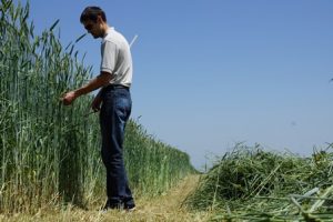 Trical 141 Spring Triticale
