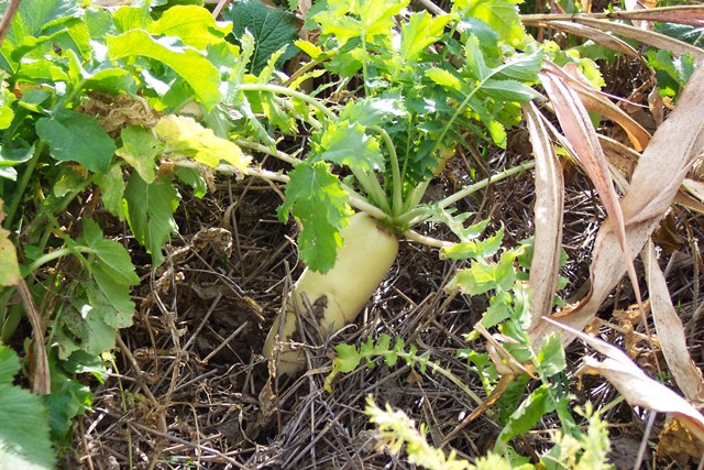 Oil Seed Radish