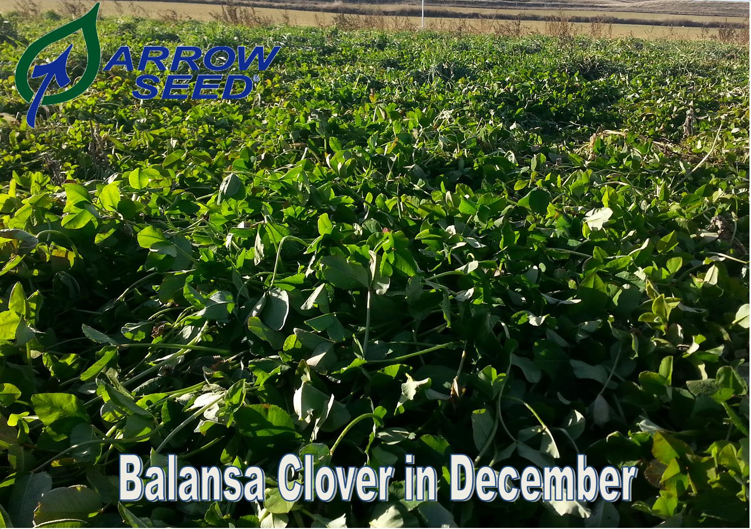 Fixation Balansa Clover