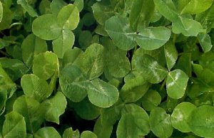 Frosty Berseem Clover