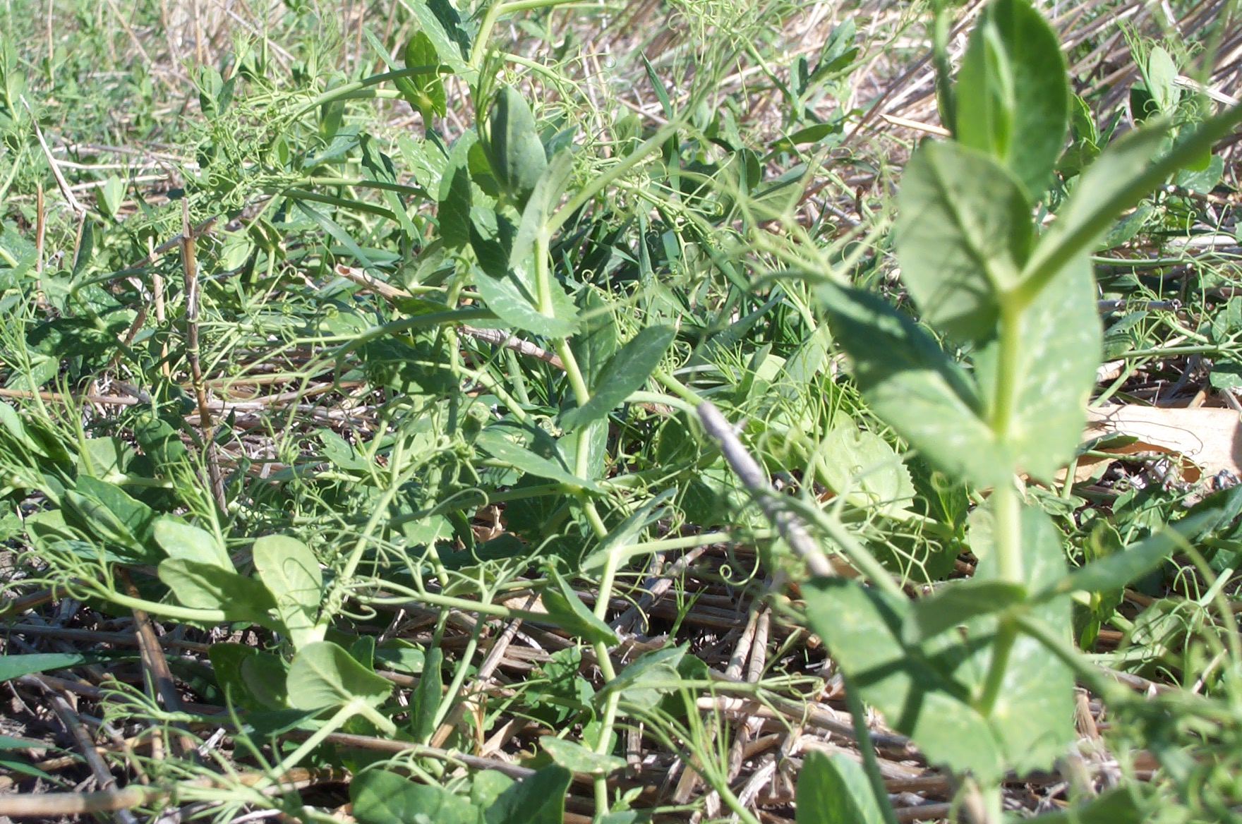 Forage Peas