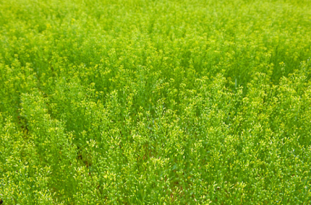 Camelina