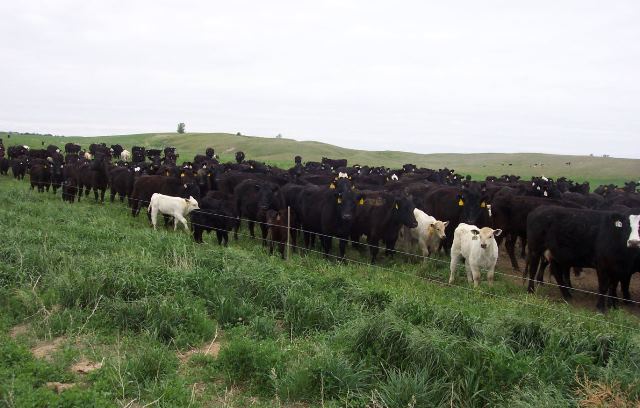 Limited Irrigation Irrigated Grass Blend