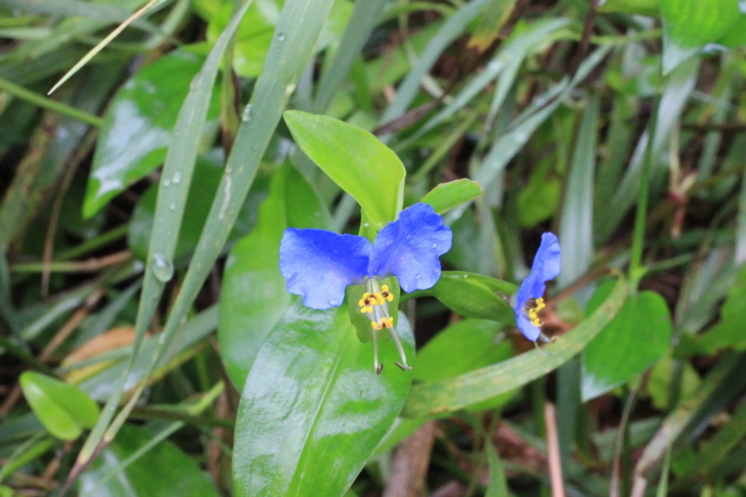 Monkey Flower (Square Stemmed)