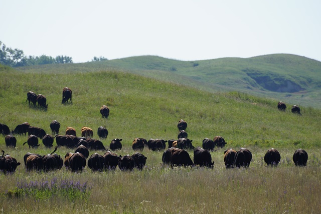 Sandhills Prairie Mixture