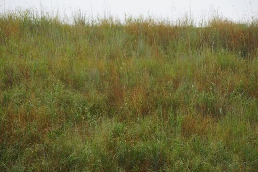 Plains Prairie Mixture