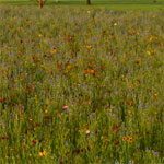 CP-42 Pollinator Habitat, EQIP, CRP