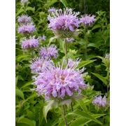 Beebalm, Plains